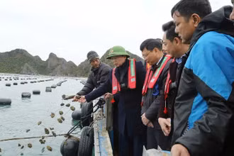 Phó Thủ tướng Trần Hồng Hà kiểm tra tình hình sản xuất nông nghiệp tại huyện Vân Đồn, Quảng Ninh.