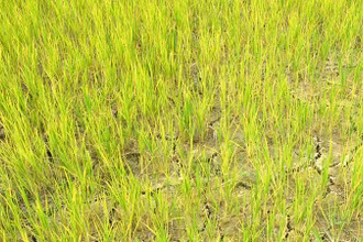 Nhiều diện tích lúa trên cánh đồng thuộc huyện Điện Biên bị nhiễm sâu bệnh và thiếu nước. (Ảnh: Cộng tác viên)