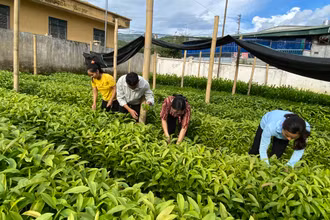 Người dân huyện Tuần Giáo chuẩn bị cây giống để trồng rừng.