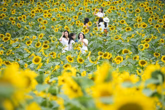 [Ảnh] Mê mẩn ngắm cánh đồng hoa hướng dương rực rỡ khoe sắc tại Ecopark