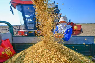 Thu hoạch đậu tương tại Lạc Dương, tỉnh Hà Nam, Trung Quốc. (Ảnh: THX/TTXVN)