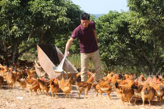Ảnh minh họa: THÀNH ĐẠT