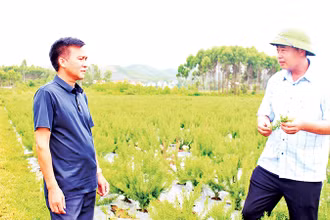 Đảng viên Chu Văn Hùng (đội mũ) giới thiệu về cây hương thảo.