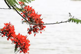 Mùa hoa phượng nở rộn rã gọi hè về. (Ảnh MINH HÀ)
