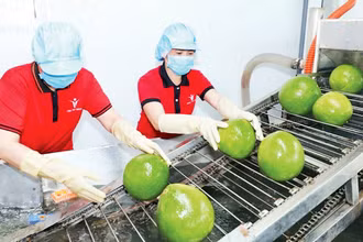 Trái cây tiếp tục đạt kim ngạch xuất khẩu cao trong quý I/2023. (Ảnh MINH HÀ)
