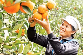 Người dân huyện Cao Phong thu hoạch cam.