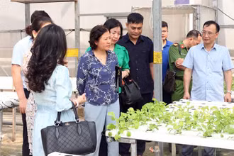 Kiểm tra mô hình trồng rau tại Công ty cổ phần Đầu tư An Hòa (xã Đa Tốn, huyện Gia Lâm, Hà Nội).
