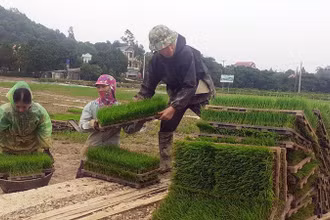 Chuẩn bị mạ cho máy cấy của Hợp tác xã dịch vụ nông nghiệp thị trấn Tân Thanh, huyện Thanh Liêm (Hà Nam). (Ảnh nhandan.vn)