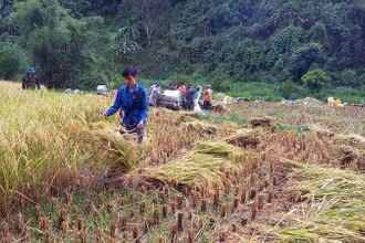 Đoàn viên, thanh niên huyện Hòa An giúp gia đình chính sách gặt lúa.