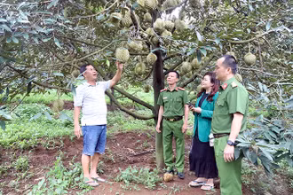 Công an huyện Krông Búk (tỉnh Đắk Lắk) xuống cơ sở, bảo đảm an ninh trật tự, giúp người dân yên tâm thu hoạch sầu riêng.