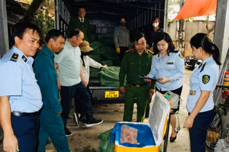 Lực lượng chức năng kiểm tra hàng hóa là nầm lợn không rõ nguồn gốc xuất xứ. 