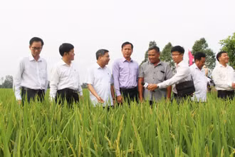 Lãnh đạo tỉnh thăm đồng đầu năm ở xã Vị Thanh, huyện Vị Thủy.