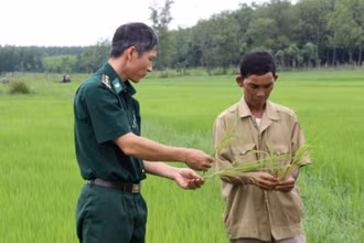 Bộ đội biên phòng tỉnh Bình Phước hỗ trợ đồng bào trồng lúa nước cho năng suất cao.