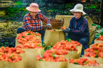 Chôm chôm là một trong những loại trái cây đặc trưng của tỉnh Đồng Nai và vùng đất Long Khánh. Hiện nay, tại các nhà vườn, nông dân đang hối hả thu hoạch.