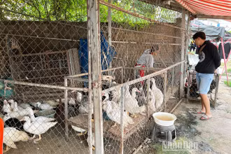 Năm 2022, các hộ nông dân Lào bị ảnh hưởng nặng nề bởi giá thức ăn chăn nuôi tăng mạnh. (Ảnh: TRỊNH DŨNG)