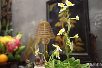 Hoa thủy tiên chưng ban thờ ngày Tết. (Ảnh: KHIẾU MINH)
