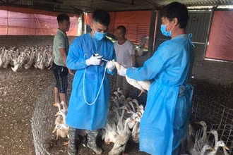 Cán bộ thú y Hà Nội tiêm phòng vaccine cho đàn gia cầm để phòng, chống dịch cúm gia cầm. (Ảnh: DUNG THU)