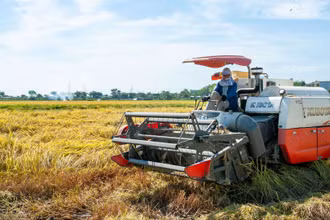 Nông dân thu hoạch lúa bằng máy gặt đập liên hợp.