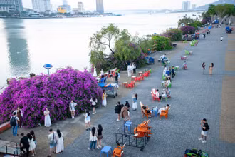 Những cây hoa giấy bên bờ đông sông Hàn.