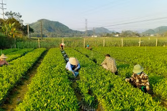 Sản xuất giống cây lâm nghiệp chất lượng cao tại huyện Phú Lương, tỉnh Thái Nguyên. (Ảnh: Văn Hùng)