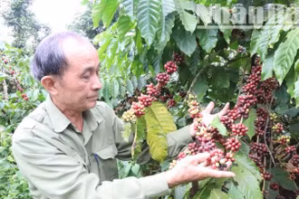 Là tỉnh miền núi nên ngành nông-lâm nghiệp vẫn là “trụ cột” lâu dài của nền kinh tế tỉnh Đắk Lắk.