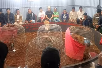 Cơ quan Công an bắt quả tang 50 đối tượng đang tham gia cá cược đá gà, thu giữ sáu con gà và 130 triệu đồng tiền mặt, cùng một số tang vật các đối tượng sử dụng đánh bạc.