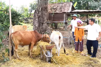 Đồng chí Nguyễn Văn Tâm (người ngoài cùng bên phải) khi còn làm Bí thư Đảng ủy xã Cư Pui hướng dẫn đồng bào dân tộc thiểu số ở địa phương cách chăm sóc bò, phát triển kinh tế.