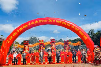 Các đại biểu cắt băng xuất khẩu chính ngạch lô sản phẩm tổ yến đầu tiên với sản lượng 400kg của Công ty cổ phần xuất nhập khẩu yến sào Thành Dung-Krông Pắc, tỉnh Đắk Lắk sang thị trường Trung Quốc.