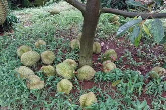 Một vườn sầu riêng của người dân ở huyện Ea H'leo bị kẻ xấu phá hoại.