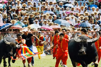 Lễ hội chọi trâu truyền thống Đồ Sơn.