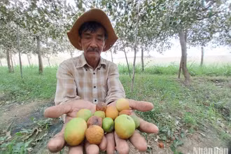 Nông dân Nguyễn Đức Thịnh ở xã Phước Sơn, huyện Ninh Phước, tỉnh Ninh Thuận chua xót với cảnh táo non bị chết yểu và rụng trong vườn trồng 1,5 sào của gia đình, khiến năng suất giảm hơn 50% so với những vụ thu hoạch trước đây. 