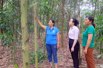 Gia đình bà Nông Thị Hằng, thôn Phục Hưng, xã Lương Thiện được vay 100 triệu đồng từ Phòng giao dịch Ngân hàng Chính sách xã hội huyện Sơn Dương để trồng keo.