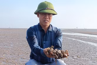 27ha ngao của ông Phạm Văn Thăng, trú tại xã Đông Minh (huyện Tiền Hải, tỉnh Thái Bình), hiện đã chết hơn 50%.