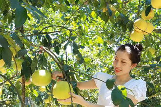 Bưởi Phúc Trạch (Hương Khê) đã được Liên minh châu Âu (EU) chính thức bảo hộ sở hữu trí tuệ. Nhiều vườn bưởi Phúc Trạch sản xuất theo tiêu chuẩn VietGAP và được công nhận đạt OCOP 3 sao. (Ảnh: baohatinh.vn) 