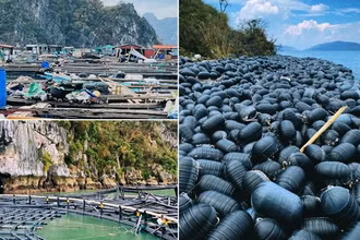 Thủ tướng Chính phủ yêu cầu tập trung nhanh chóng phục hồi sản xuất nông nghiệp sau bão số 3 và mưa lũ