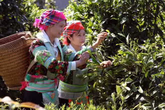 Những cây chè cổ thụ ở thôn Khau Tràng, xã Hồng Thái, huyện Na Hang, Tuyên Quang, là nguồn nguyên liệu quý để sản xuất chè Sơn Trà.