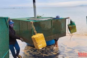 Ngư dân Phú Yên khẩn trương di dời lồng bè chạy bão cho tôm hùm.