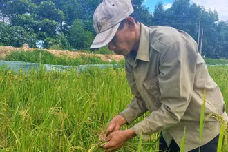 Lúa hè thu ở xã Liên Thủy, huyện Lệ Thủy bị chuột cắn phá tan hoang.