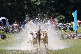 Lễ hội đua bò truyền thống của đồng bào Khmer. 