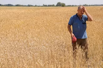 Một cánh đồng lúa mì ở vùng Chernihiv của Ukraine. (Ảnh: REUTERS)