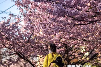 Hoa anh đào nở rộ tại Miura, tỉnh Kanagawa, Nhật Bản, ngày 27/2/2023. (Ảnh: AFP/TTXVN)