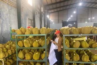 Sầu riêng là mặt hàng Trung Quốc đặc biệt ưa chuộng. 