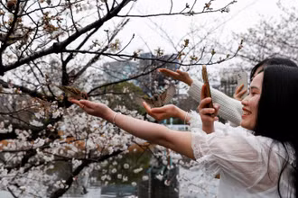 Du khách chụp ảnh bên hoa anh đào tại công viên Ueno, Tokyo, Nhật Bản, tháng 3/2023 (Ảnh: REUTERS)