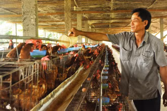 Nhờ có nguồn vốn chính sách ưu đãi, nhiều hộ chăn nuôi ở xã Hòa Tịnh, huyện Chợ Gạo, tỉnh Tiền Giang, đã vượt qua khó khăn.