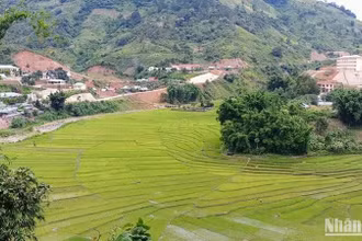 Cánh đồng lúa nước của đồng bào Cơ Tu ở xã A Xan, huyện miền núi Tây Giang, Quảng Nam. (Ảnh: Quốc Việt)