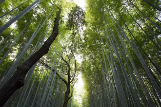 Ảnh minh họa: UNEP.