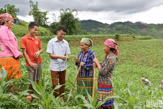 Hướng dẫn người dân bản Tà Han, xã Xuân Lạc, huyện Chợ Đồn, Bắc Kạn, trồng ngô năng suất cao. (Ảnh: Trần Hải)