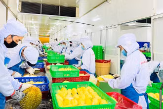 Sơ chế sầu riêng xuất khẩu tại Công ty cổ phần Tập đoàn Xuất nhập khẩu trái cây Chánh Thu. (Ảnh MINH HÀ)