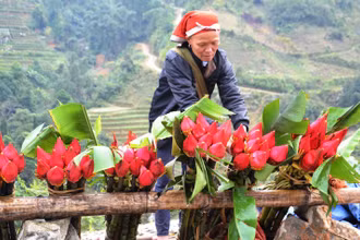 Đồng bào Dao Đỏ mang những bông hoa chuối rừng đỏ tươi xuống chợ, góp thêm sắc màu ngày Tết. (Ảnh: Quốc Hồng)