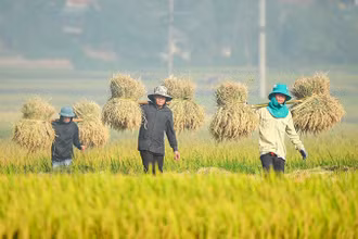 Nông dân Điện Biên thu hoạch lúa mùa. (Ảnh: Lê Lan)